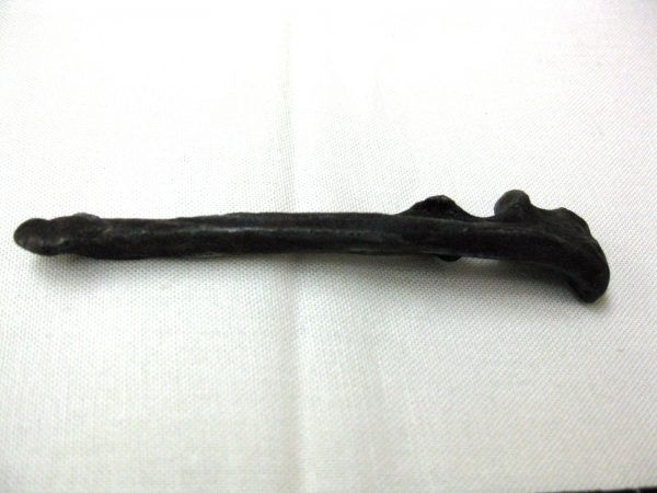 Florida Otter Bone #1 - Image 3