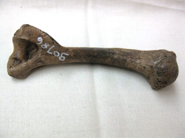 Florida Otter Bone #2 - Image 3