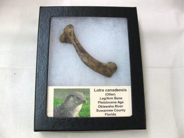 Florida Otter Bone #2