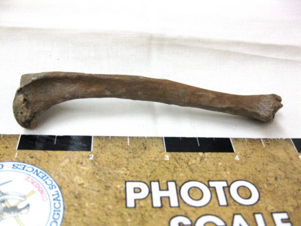 Florida Otter Bone #3 - Image 2