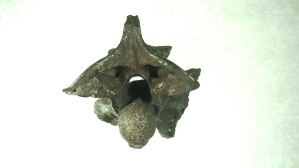 Ice Age Florida Snake Vertebrae #5 - Image 3