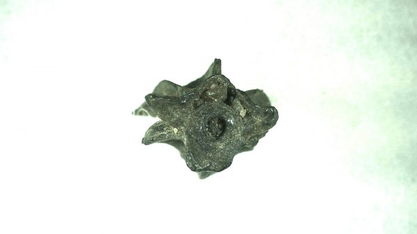 Ice Age Florida Snake Vertebrae #8 - Image 2