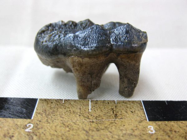 Florida Black Bear Tooth #3