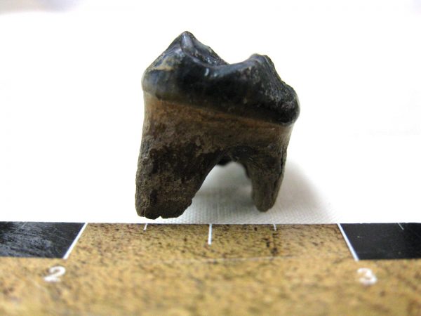 Florida Black Bear Tooth #3 - Image 2