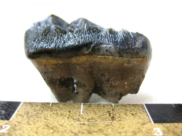 Florida Black Bear Tooth #3 - Image 6