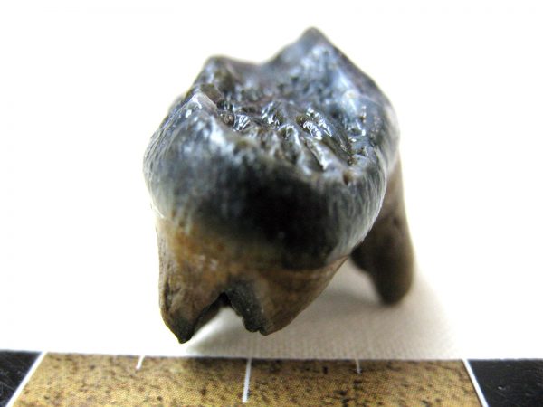 Florida Black Bear Tooth #3 - Image 5