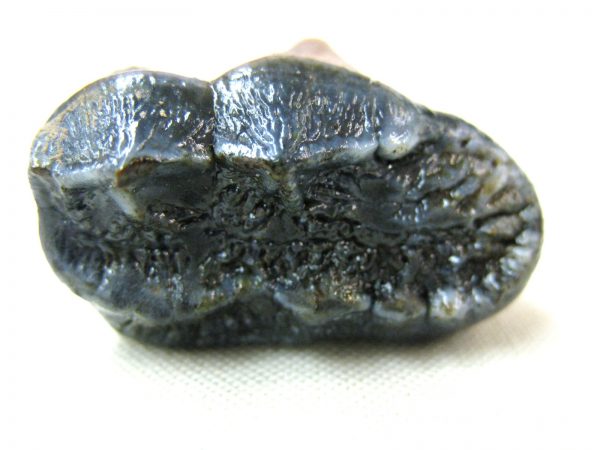 Florida Black Bear Tooth #3 - Image 4