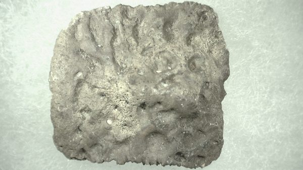 Genuine Miocene Age Fossil Alligator Mefferdi Scute for Sale from Florida #11