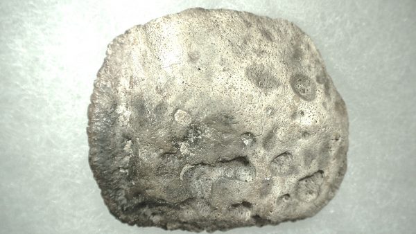 Genuine Miocene Age Fossil Alligator Mefferdi Scute for Sale from Florida #12