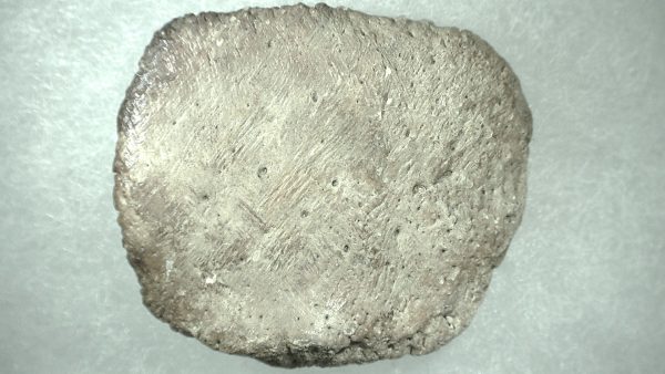 Genuine Miocene Age Fossil Alligator Mefferdi Scute for Sale from Florida #12a