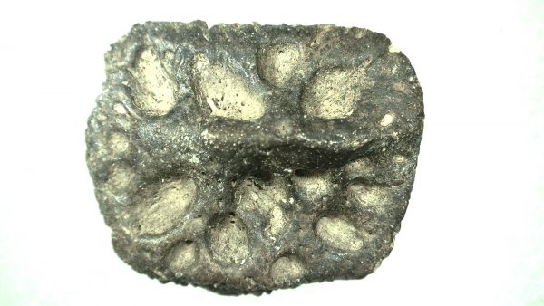 Genuine Miocene Age Fossil Alligator Mefferdi Scute for Sale from Florida #3