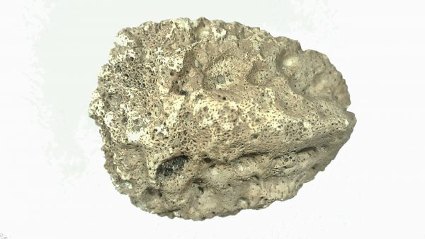 Genuine Miocene Age Fossil Alligator Mefferdi Scute for Sale from Florida #4