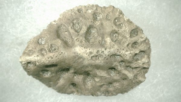 Genuine Miocene Age Fossil Alligator Mefferdi Scute for Sale from Florida #6