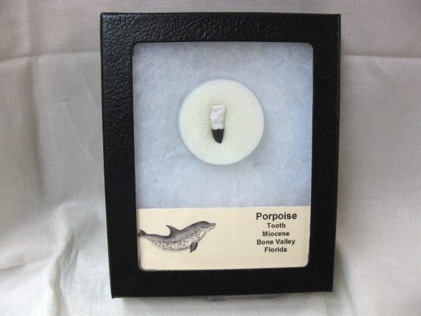 Miocene Porpoise Tooth #10