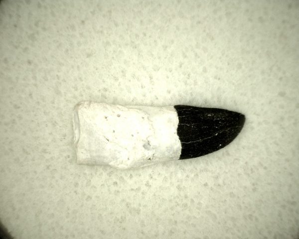 Miocene Porpoise Tooth #10 - Image 2