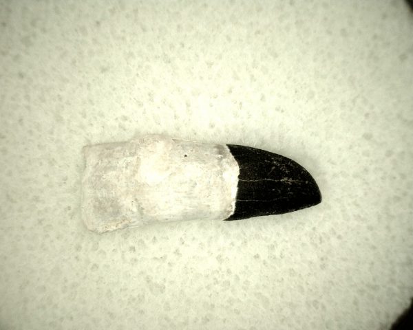 Miocene Porpoise Tooth #10 - Image 3