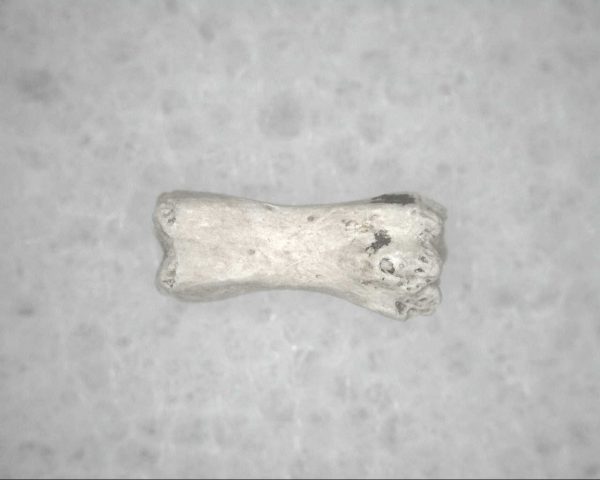 Genuine Pleistocene Age Bird Vertebrae For Sale #11b