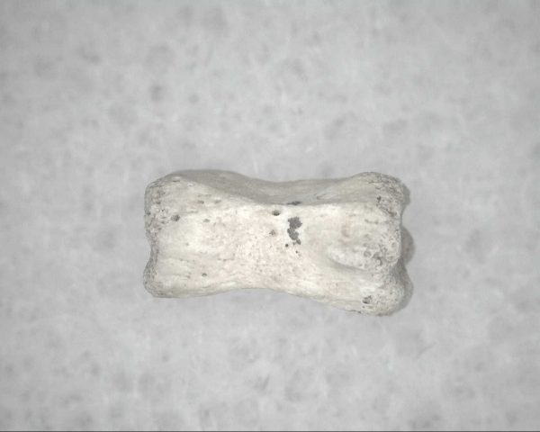 Genuine Pleistocene Age Bird Vertebrae For Sale #12a