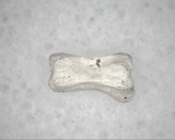 Genuine Pleistocene Age Bird Vertebrae For Sale #12b