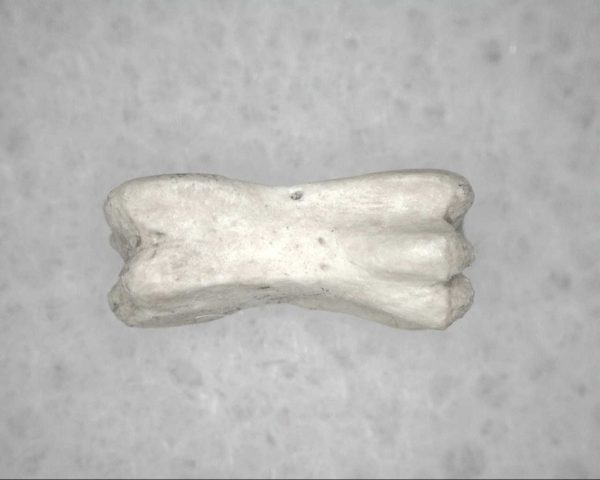 Genuine Pleistocene Age Bird Vertebrae For Sale #13a