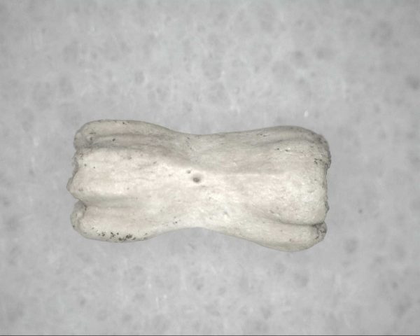 Genuine Pleistocene Age Bird Vertebrae For Sale #13b