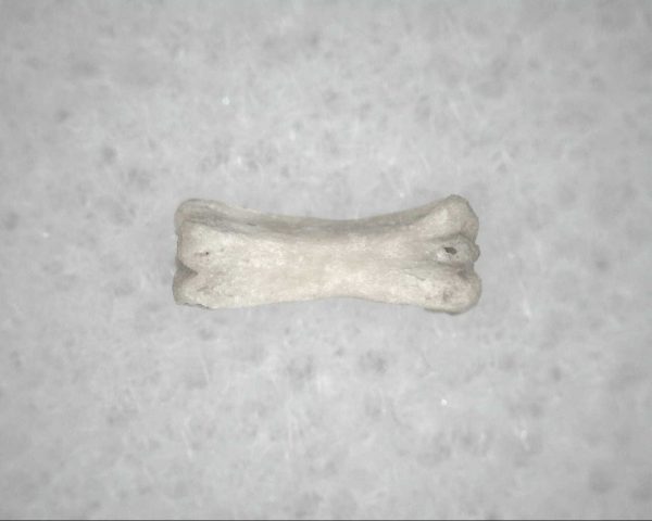 Genuine Pleistocene Age Bird Vertebrae For Sale #15a