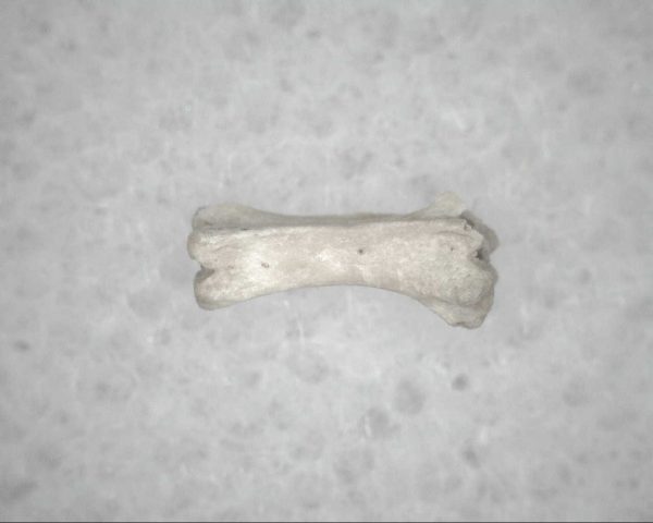 Genuine Pleistocene Age Bird Vertebrae For Sale #15b