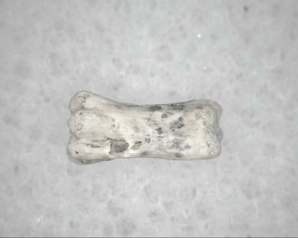 Genuine Pleistocene Age Bird Vertebrae For Sale #16a