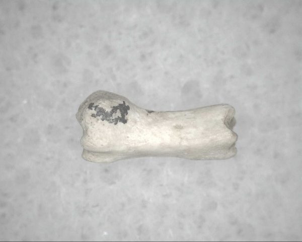 Genuine Pleistocene Age Bird Vertebrae For Sale #18a