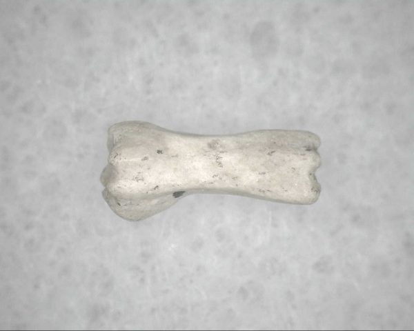 Genuine Pleistocene Age Bird Vertebrae For Sale #18b