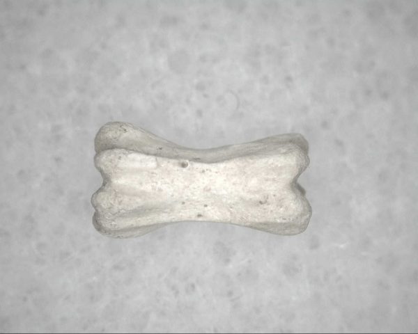 Genuine Pleistocene Age Bird Vertebrae For Sale #19a