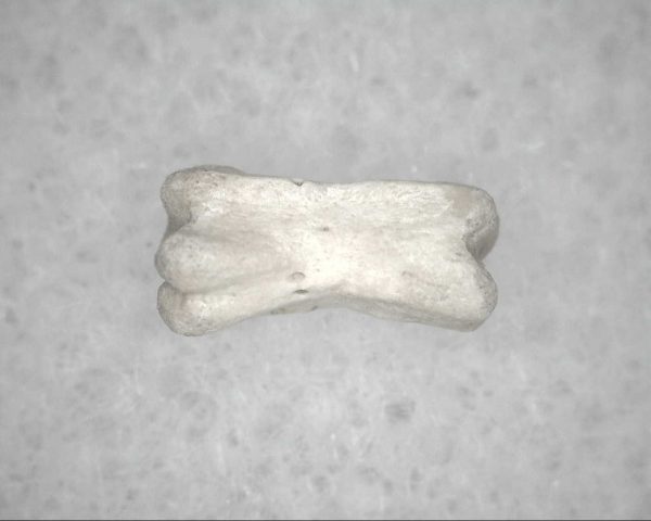 Genuine Pleistocene Age Bird Vertebrae For Sale #19b