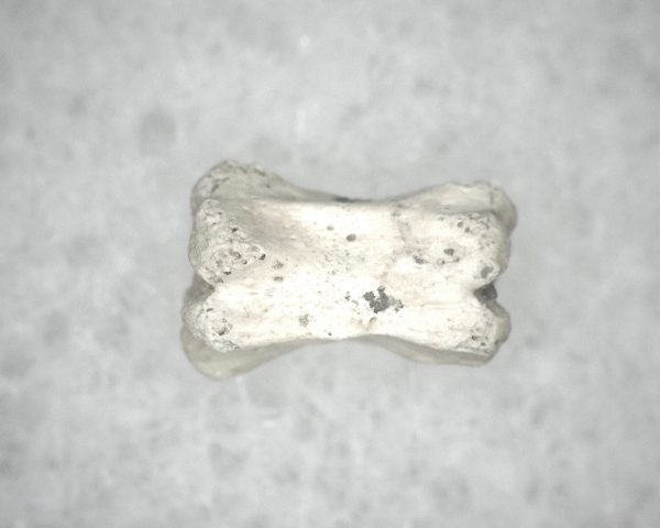 Genuine Pleistocene Age Bird Vertebrae For Sale #1b