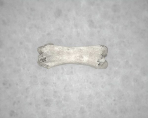 Genuine Pleistocene Age Bird Vertebrae For Sale #20a