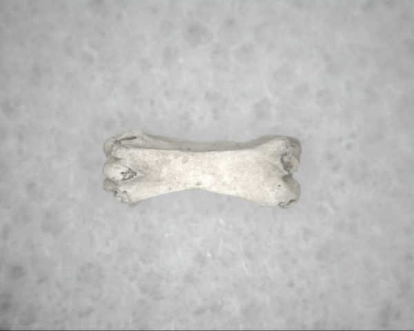 Genuine Pleistocene Age Bird Vertebrae For Sale #20b