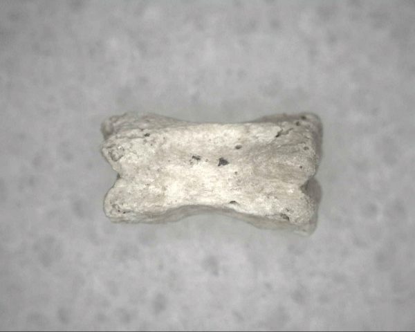 Genuine Pleistocene Age Bird Vertebrae For Sale #2b