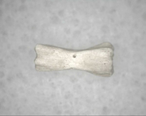 Genuine Pleistocene Age Bird Vertebrae For Sale #3b