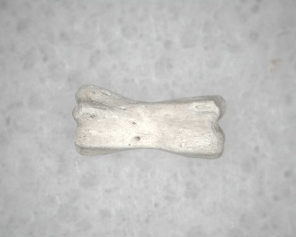 Genuine Pleistocene Age Bird Vertebrae For Sale #4a