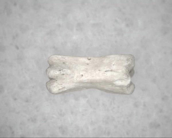 Genuine Pleistocene Age Bird Vertebrae For Sale #4b