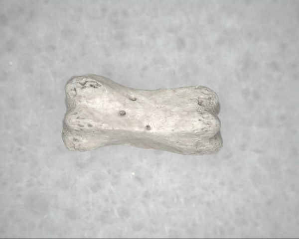 Genuine Pleistocene Age Bird Vertebrae For Sale #5a