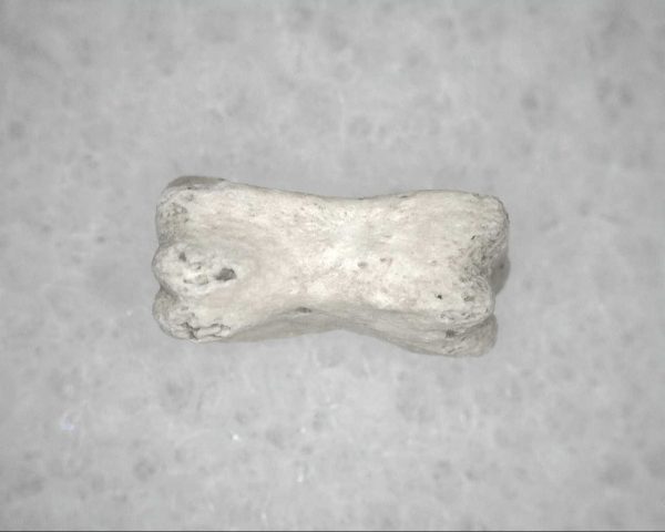 Genuine Pleistocene Age Bird Vertebrae For Sale #5b