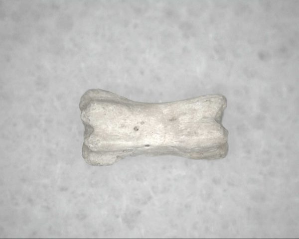 Genuine Pleistocene Age Bird Vertebrae For Sale #6a