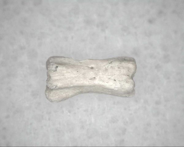 Genuine Pleistocene Age Bird Vertebrae For Sale #6b