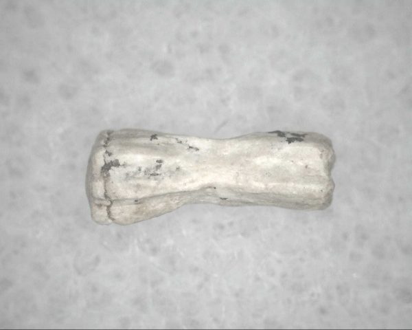 Genuine Pleistocene Age Bird Vertebrae For Sale #7b