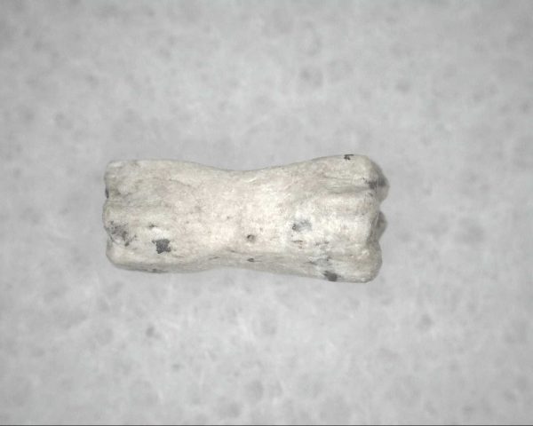 Genuine Pleistocene Age Bird Vertebrae For Sale #9a