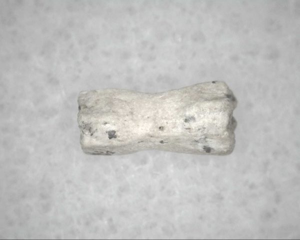 Genuine Pleistocene Age Bird Vertebrae For Sale #9b