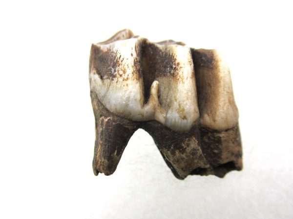 Genuine Pleistocene Age Deer Tooth from Florida for Sale #4