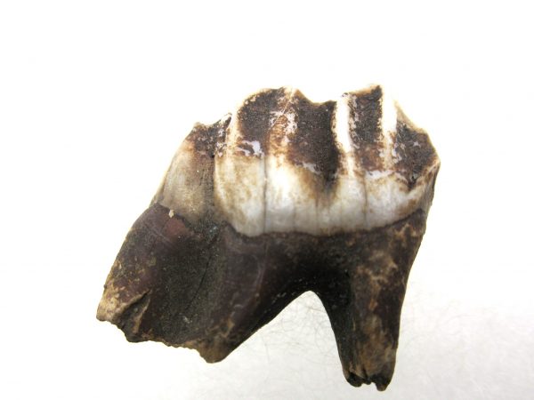 Genuine Pleistocene Age Deer Tooth from Florida for Sale #4a