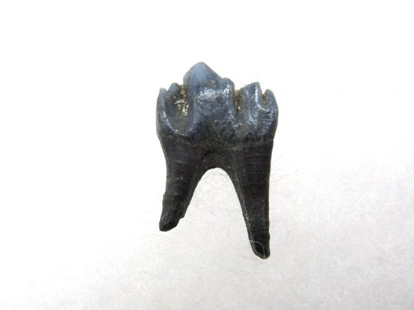 Genuine Pleistocene Age Deer Tooth from Florida for Sale #5