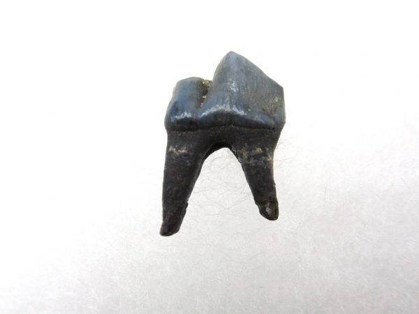 Genuine Pleistocene Age Deer Tooth from Florida for Sale #5a